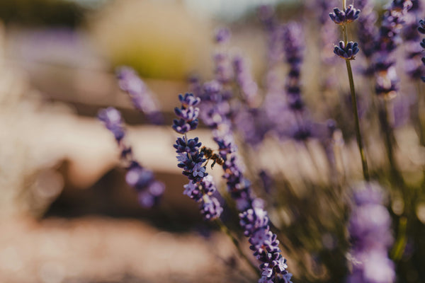 Lavender Extract in Makeup: Calm Skin, Clean Finish
