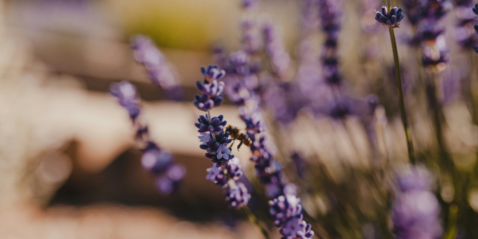 Lavender Extract in Makeup: Calm Skin, Clean Finish